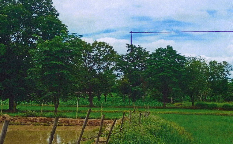 รูปที่ดินว่างเปล่า เก่ากลอย นากลาง หนองบัวลำภู
