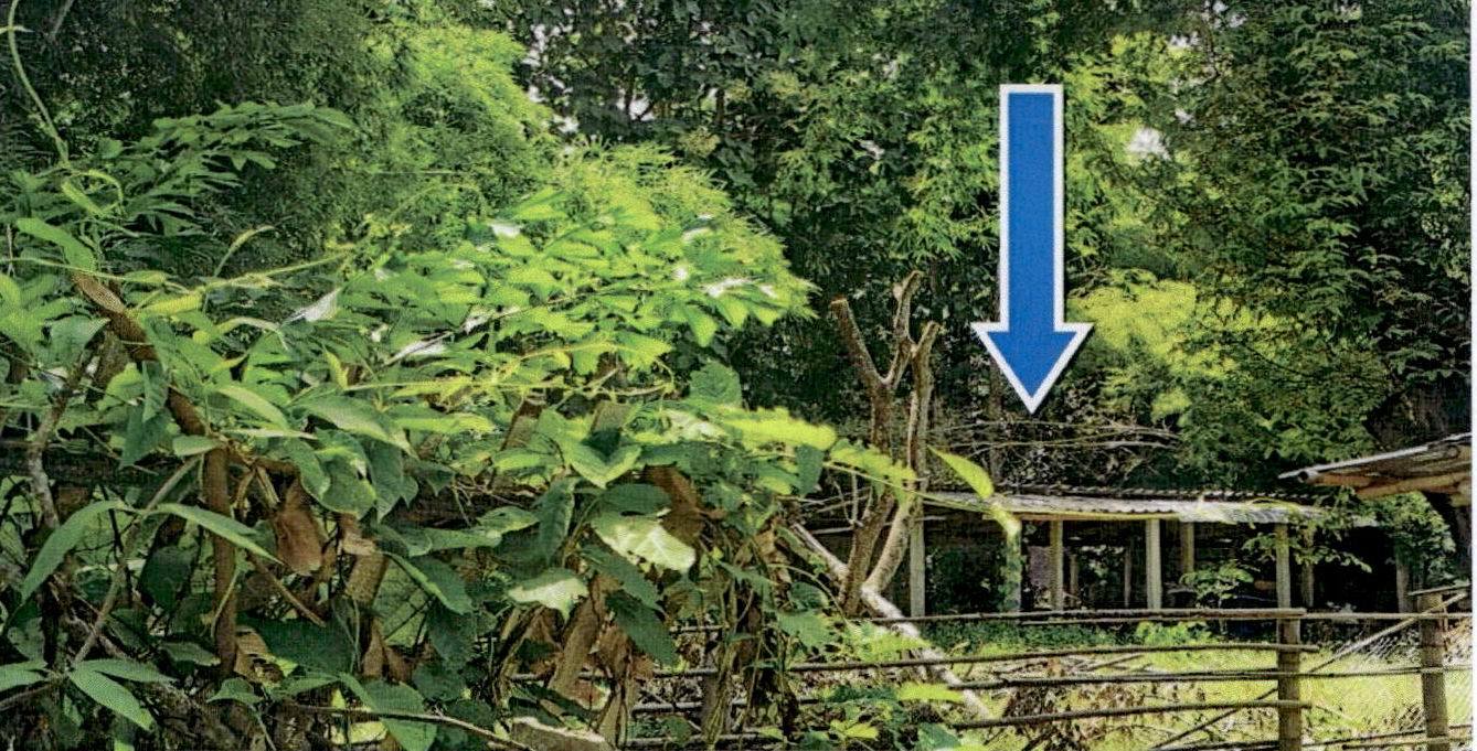 รูปที่ดินพร้อมสิ่งปลูกสร้าง เมืองยาว ห้างฉัตร ลำปาง