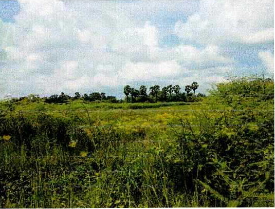 รูปที่ดินว่างเปล่า โพธิ์ชัย เมืองหนองคาย หนองคาย