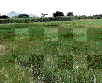 รูปที่ดินว่างเปล่า หนองยายโต๊ะ ชัยบาดาล ลพบุรี