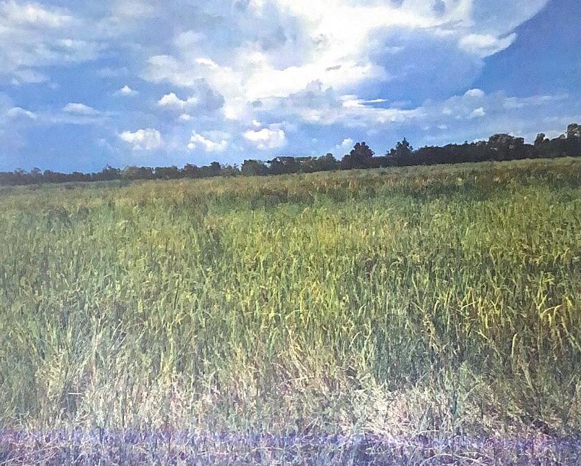 รูปที่ดินว่างเปล่า บางอ้อ บ้านนา นครนายก