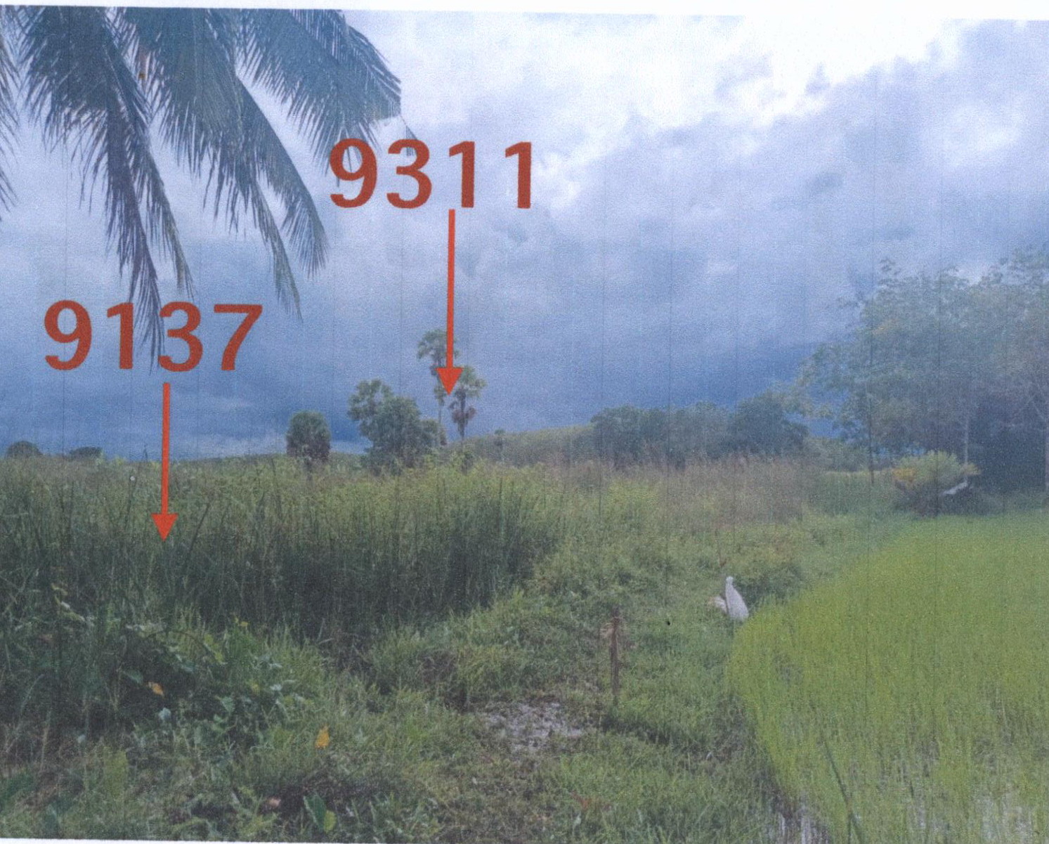 รูปที่ดินว่างเปล่า จองถนน เขาชัยสน พัทลุง