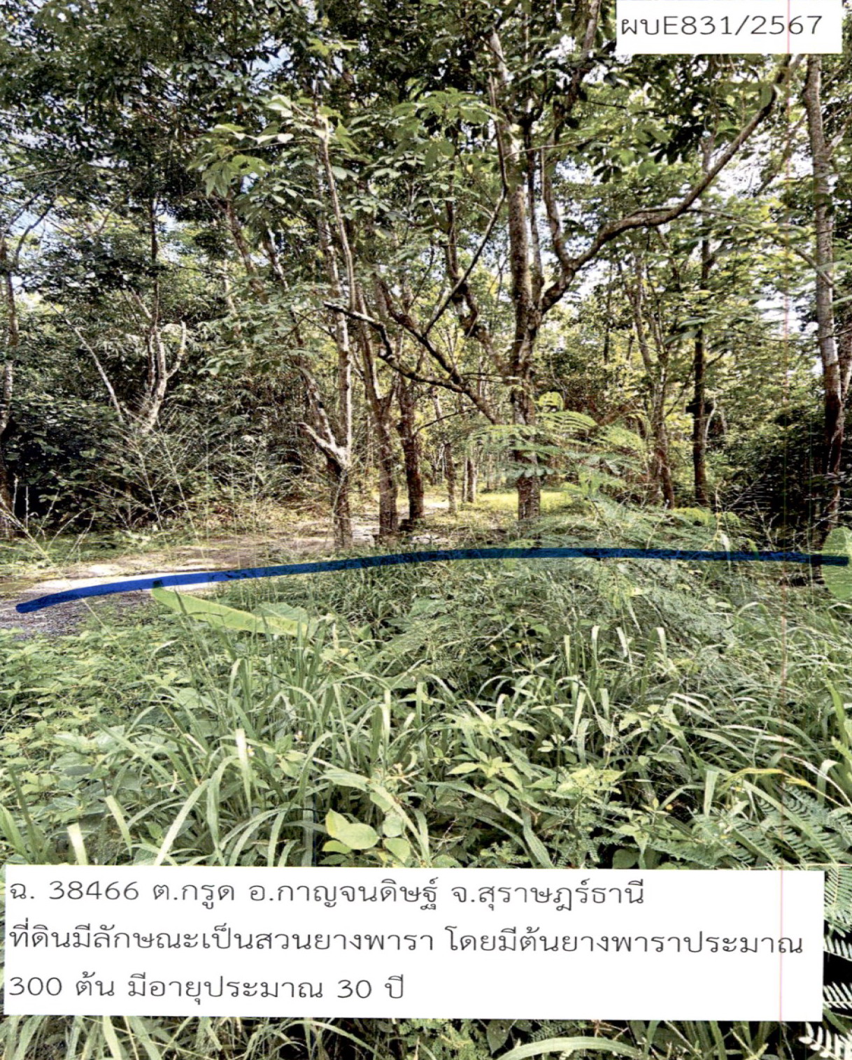 รูปที่ดินว่างเปล่า กรูด กาญจนดิษฐ์ สุราษฎร์ธานี