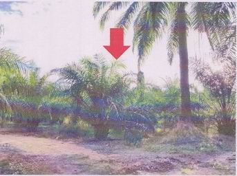 รูปที่ดินว่างเปล่า เขาไม้แก้ว สิเกา ตรัง