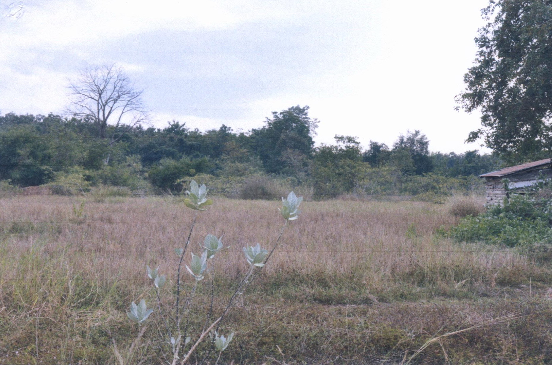 รูปที่ดินว่างเปล่า เหมืองหม้อ เมืองแพร่ แพร่