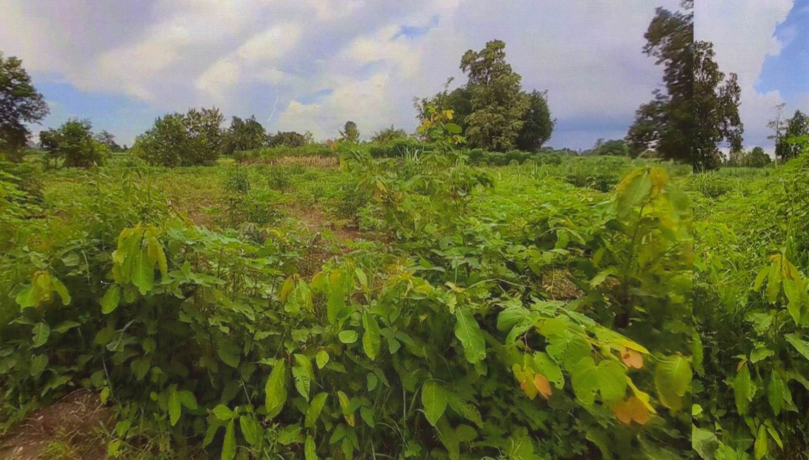 รูปที่ดินว่างเปล่า ด่านช้าง นากลาง หนองบัวลำภู