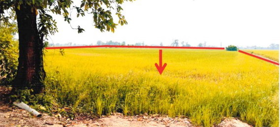 รูปที่ดินว่างเปล่า นาทุ่ง สวรรคโลก สุโขทัย