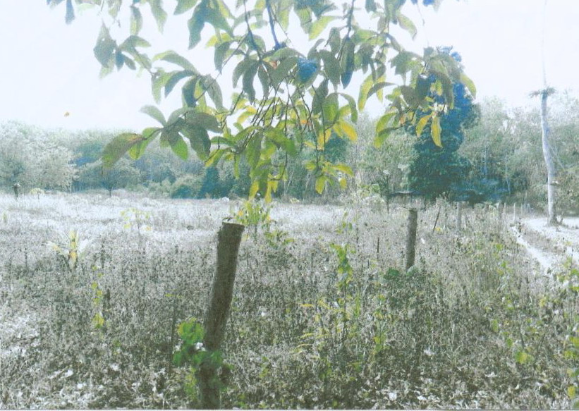 รูปที่ดินว่างเปล่า นางหลง ชะอวด นครศรีธรรมราช