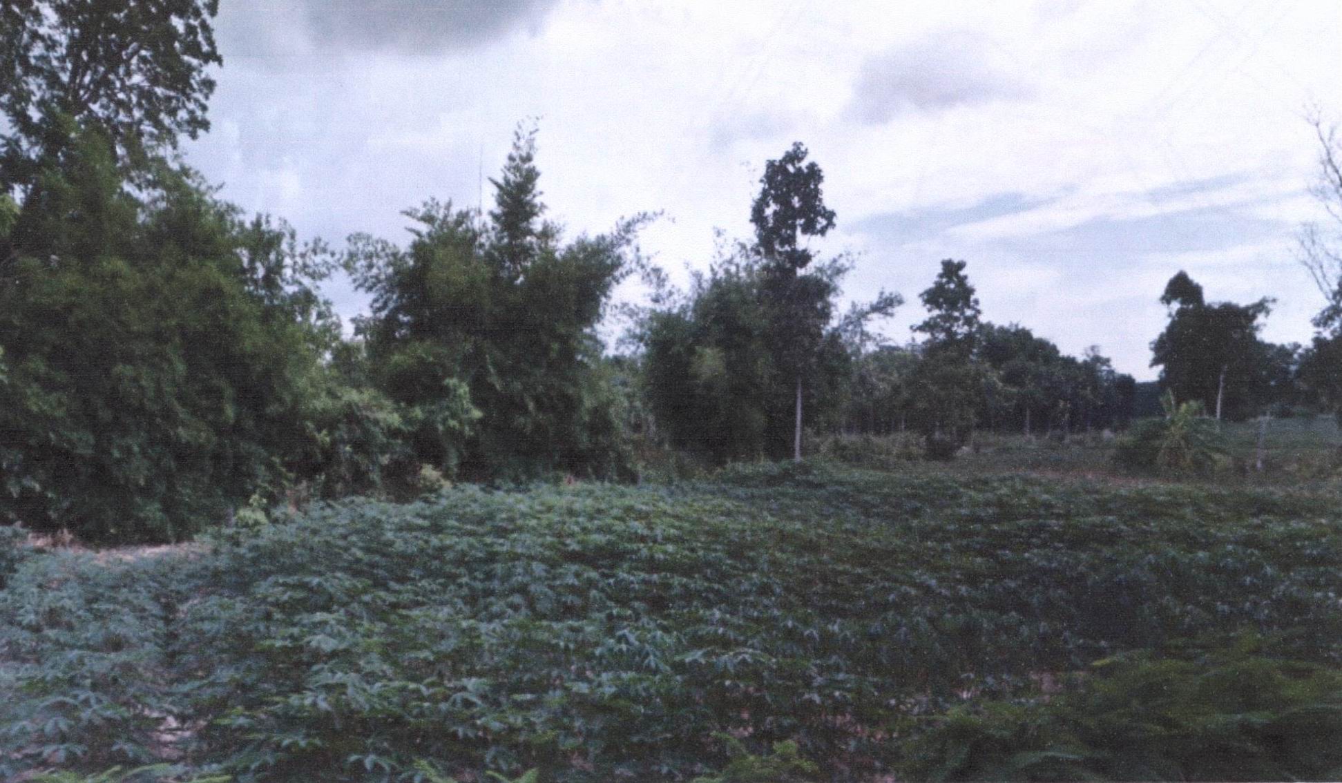 รูปที่ดินว่างเปล่า นาดี นาเยีย อุบลราชธานี
