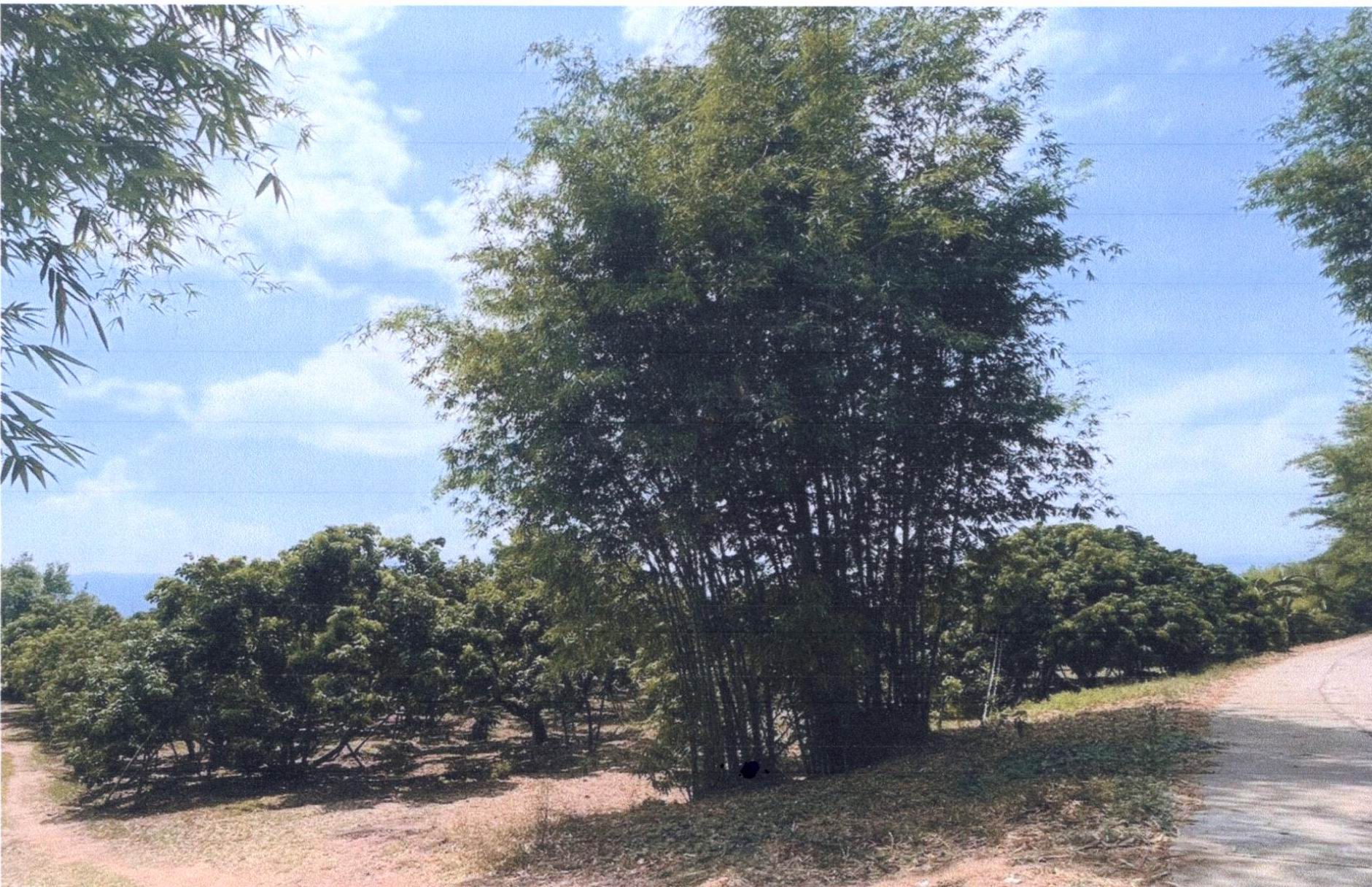 รูปที่ดินว่างเปล่า ย่านรี สามเงา ตาก
