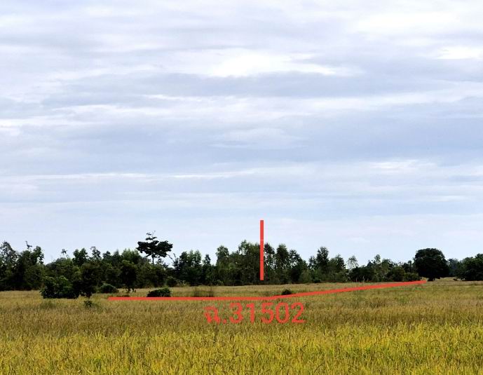 รูปที่ดินว่างเปล่า บ้านกล้วย เมืองสุโขทัย สุโขทัย