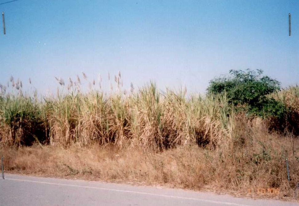 รูปที่ดินว่างเปล่า โคกสำราญ บ้านไผ่ ขอนแก่น