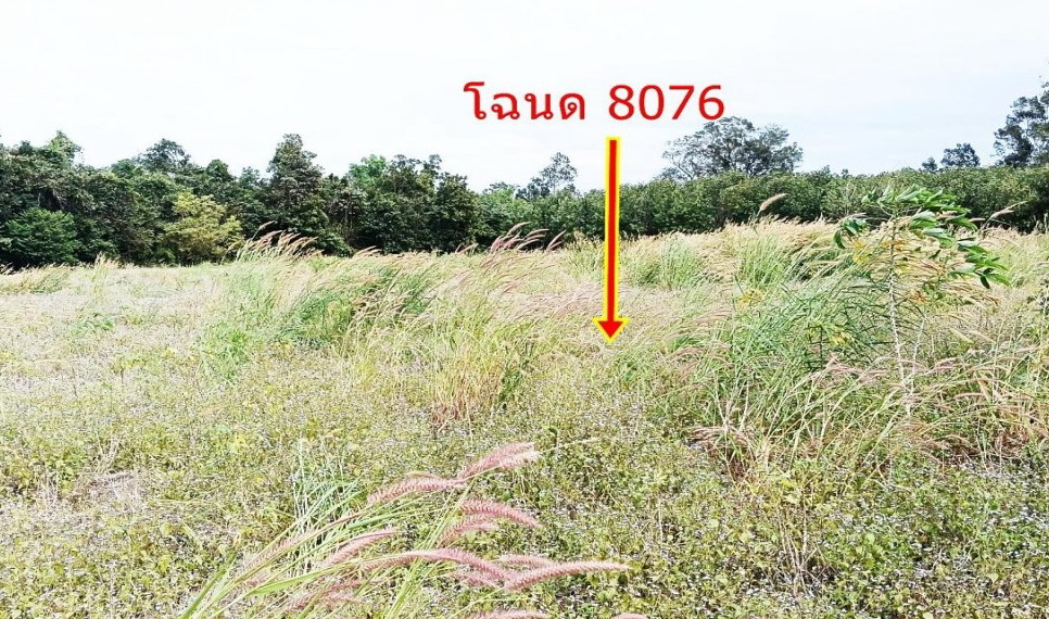 รูปที่ดินว่างเปล่า สงยาง ศรีเมืองใหม่ อุบลราชธานี