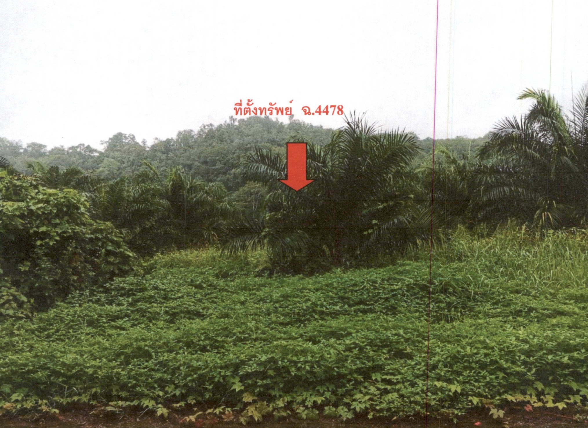 รูปที่ดินว่างเปล่า บ้านยาง คีรีรัฐนิคม สุราษฎร์ธานี