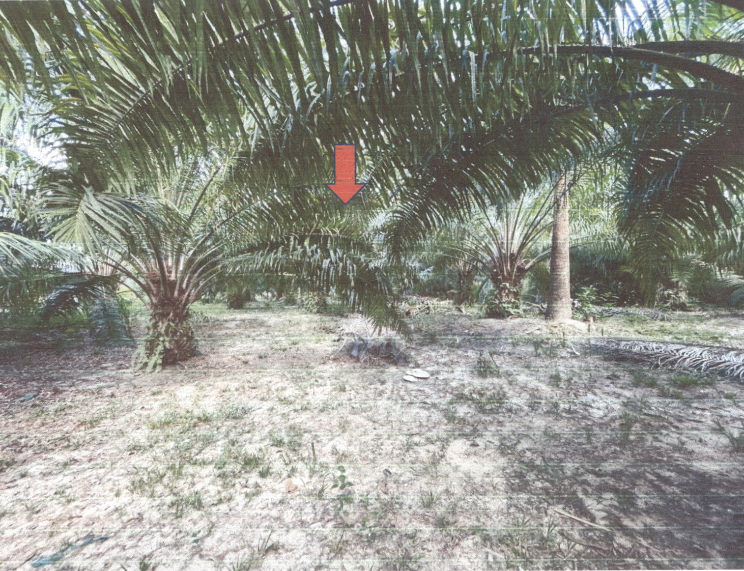 รูปที่ดินว่างเปล่า ทรายขาว คลองท่อม กระบี่