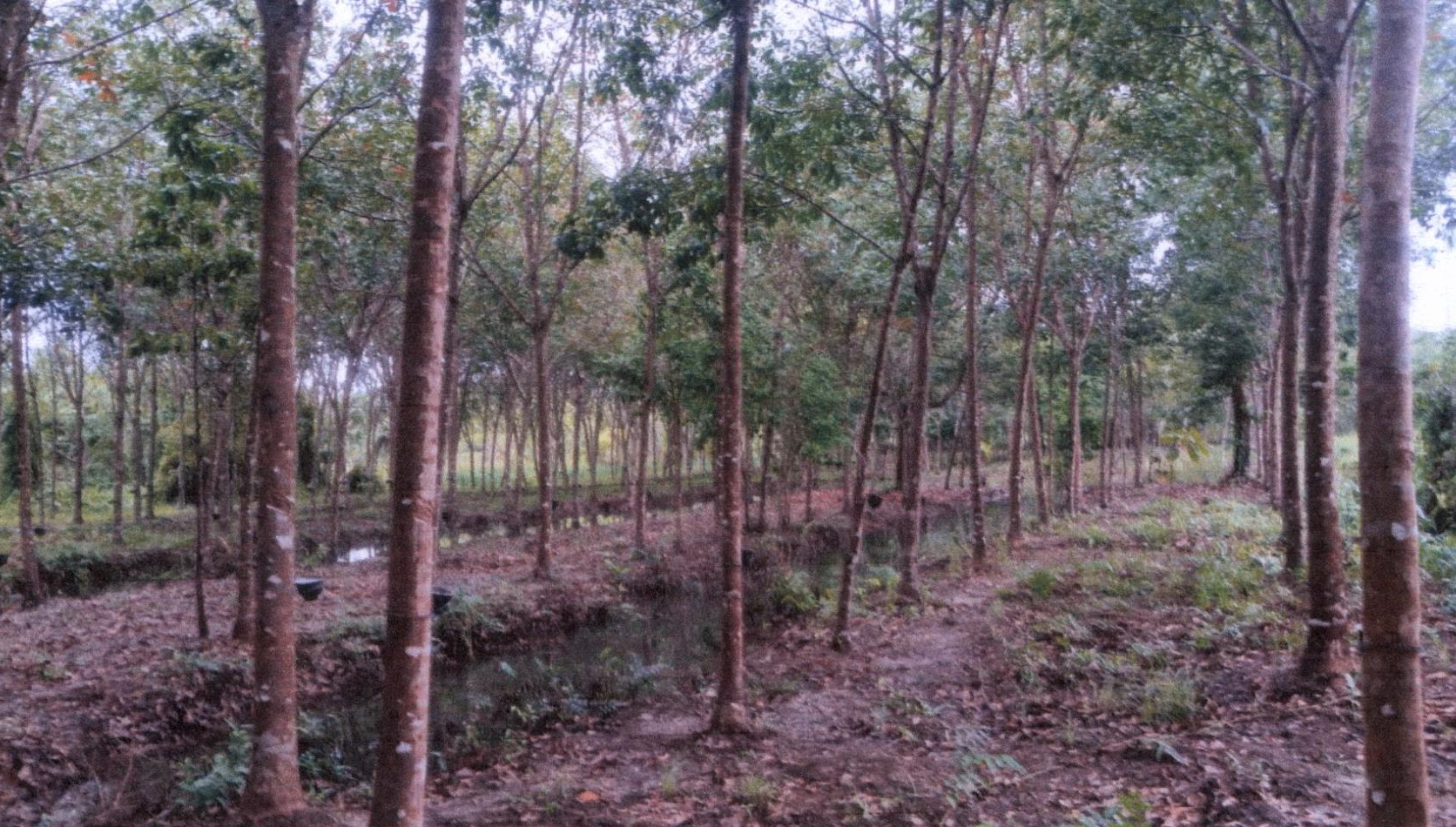 รูปที่ดินว่างเปล่า บ้านนา จะนะ สงขลา