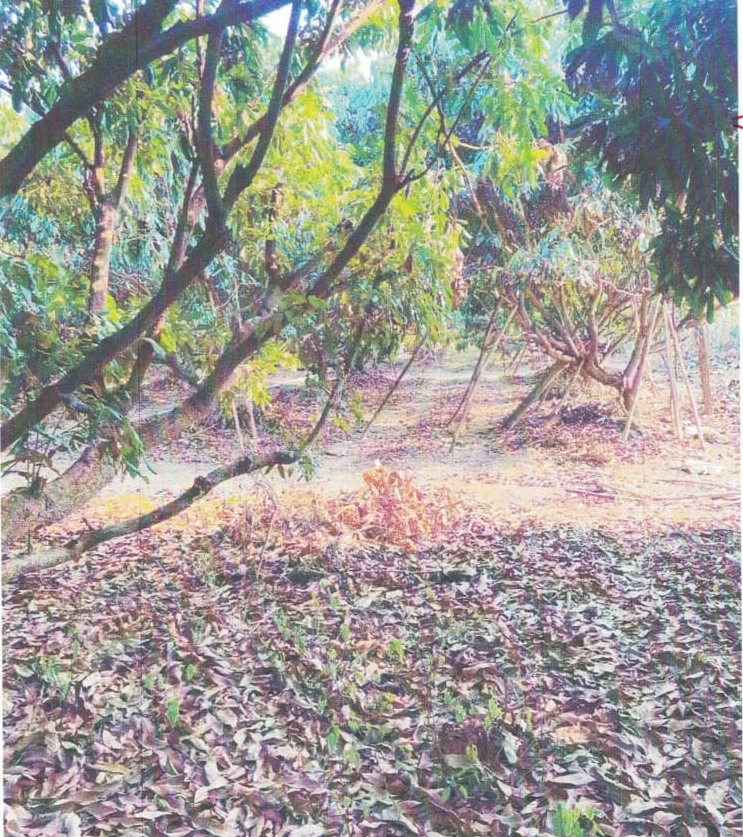 รูปที่ดินว่างเปล่า แม่แฝก สันทราย เชียงใหม่