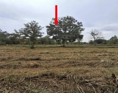 รูปที่ดินว่างเปล่า แพด คำตากล้า สกลนคร