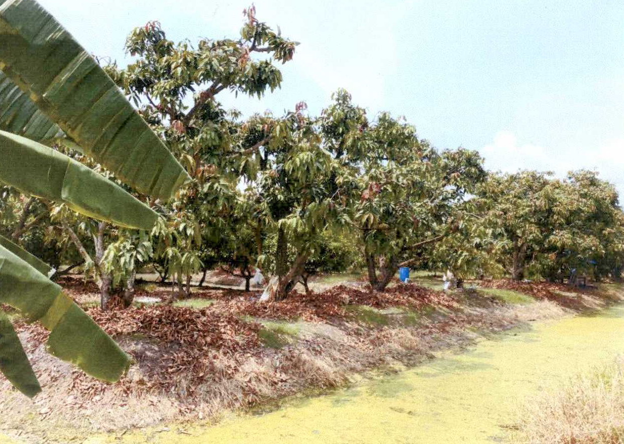 รูปที่ดินว่างเปล่า ดอนมะสังข์ เมืองสุพรรณบุรี สุพรรณบุรี