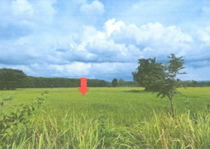 รูปที่ดินว่างเปล่า ก้านเหลือง นาแก นครพนม