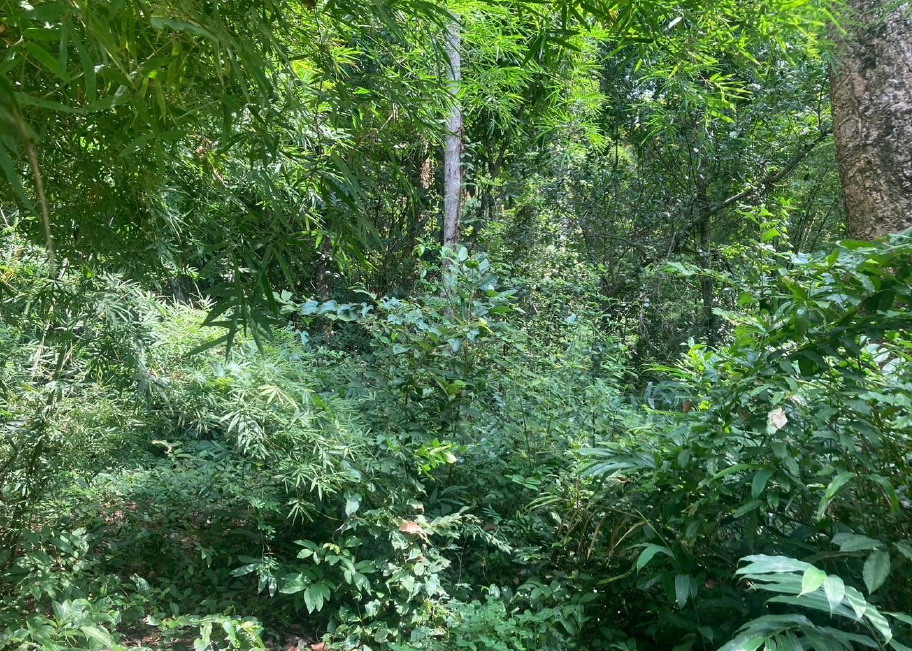 รูปที่ดินว่างเปล่า จิกดู่ หัวตะพาน อำนาจเจริญ