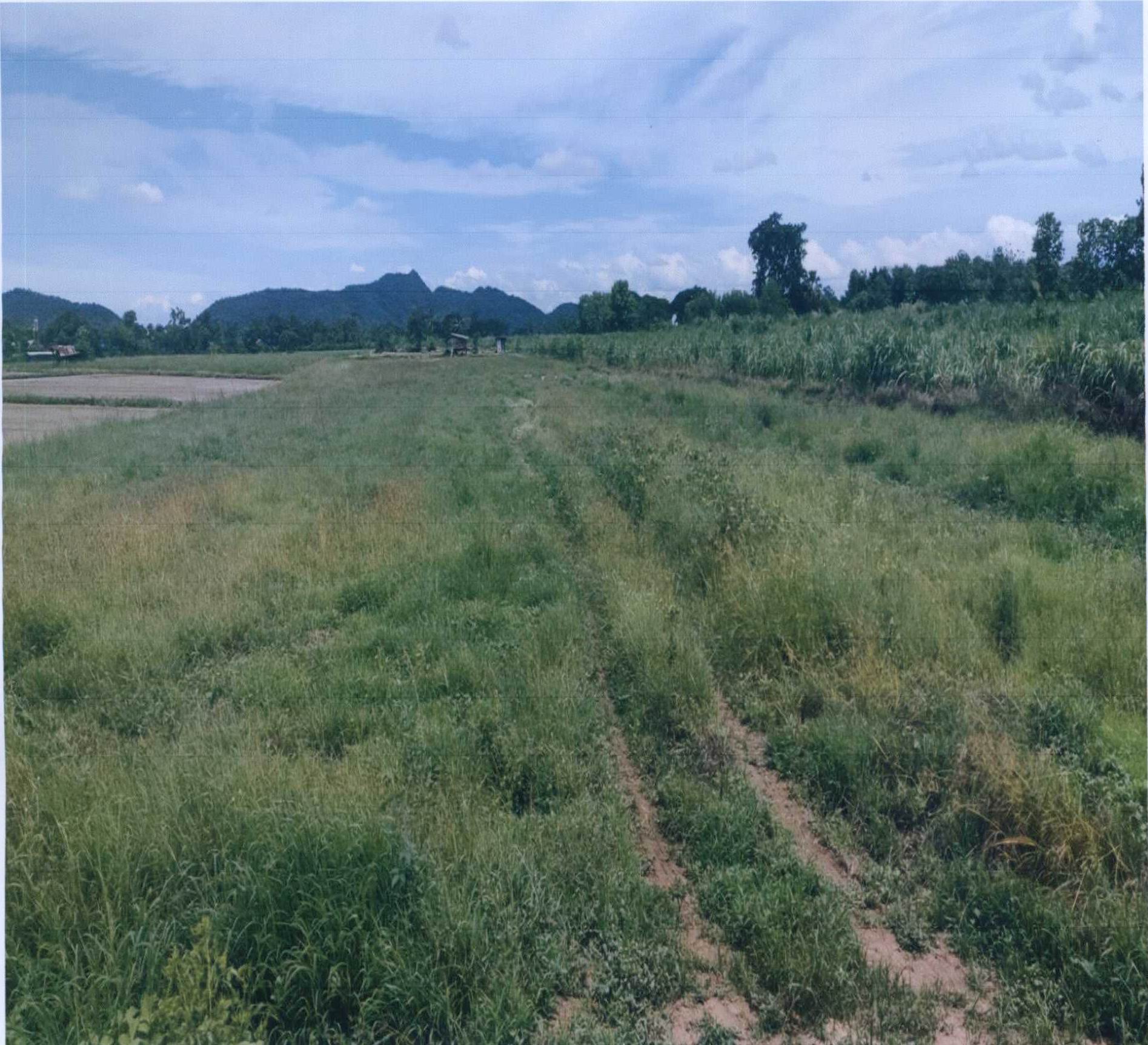รูปที่ดินว่างเปล่า บ้านใหม่ไชยมงคล ทุ่งเสลี่ยม สุโขทัย