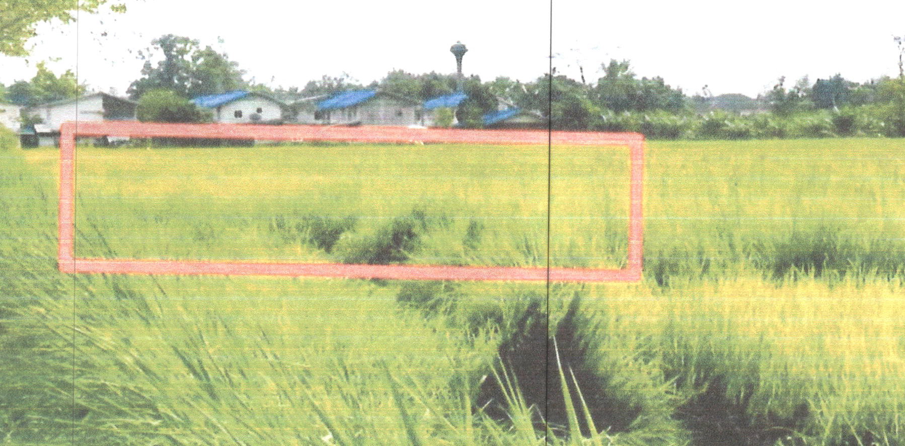 รูปที่ดินว่างเปล่า ตำนาน เมืองพัทลุง พัทลุง