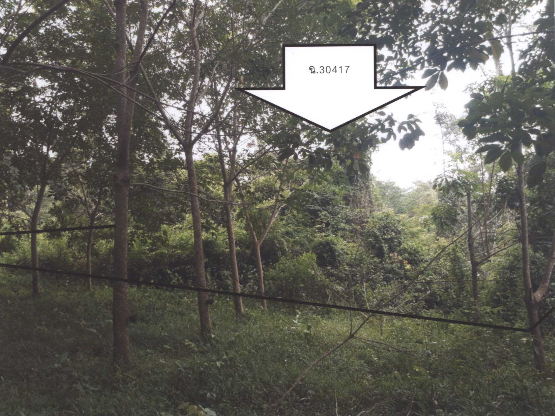 รูปที่ดินว่างเปล่า น้ำก่ำ ธาตุพนม นครพนม