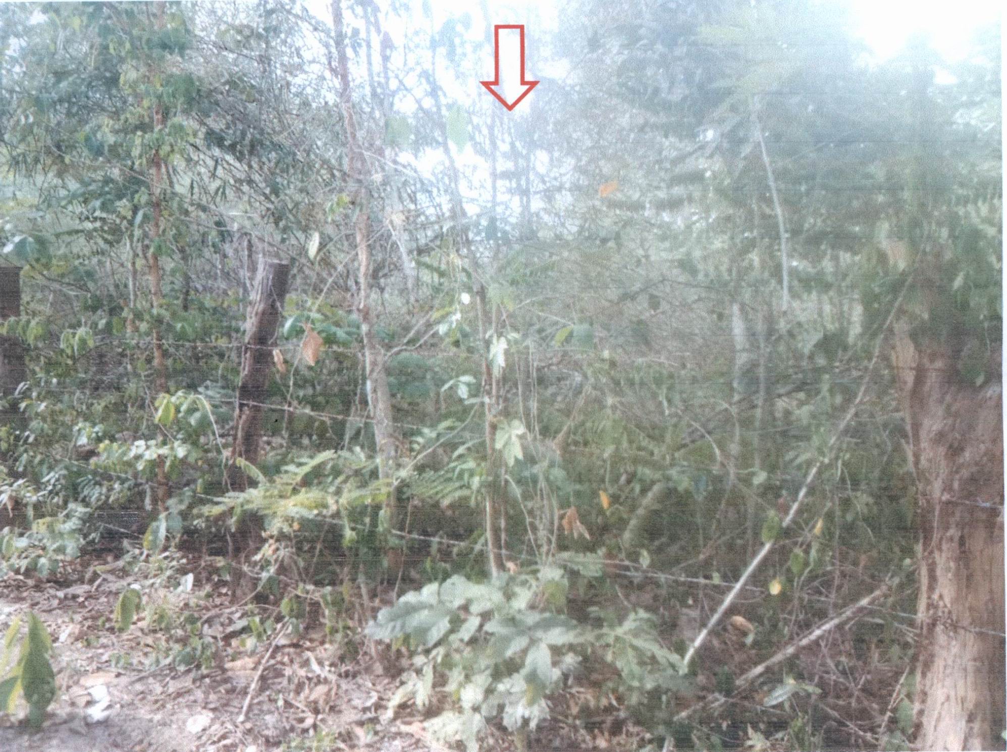 รูปที่ดินว่างเปล่า ไร่น้อย เมืองอุบลราชธานี อุบลราชธานี