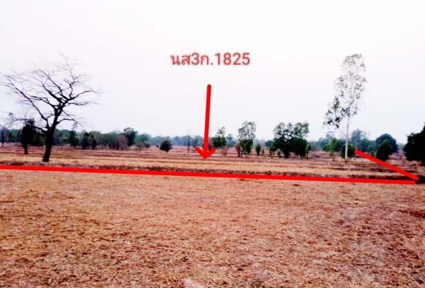 รูปที่ดินว่างเปล่า พังเคน นาตาล อุบลราชธานี