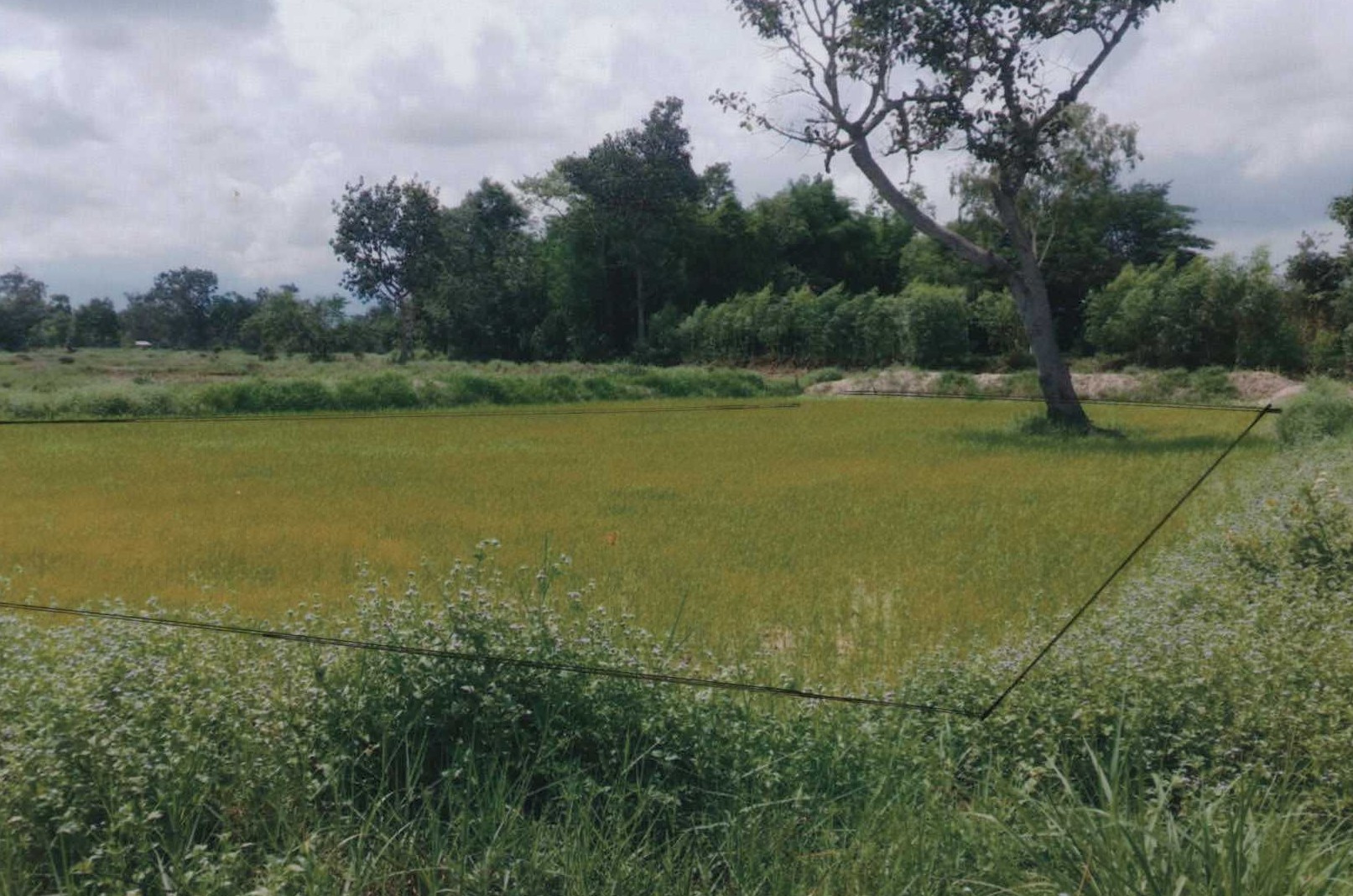 รูปที่ดินว่างเปล่า หนองเมือง ม่วงสามสิบ อุบลราชธานี