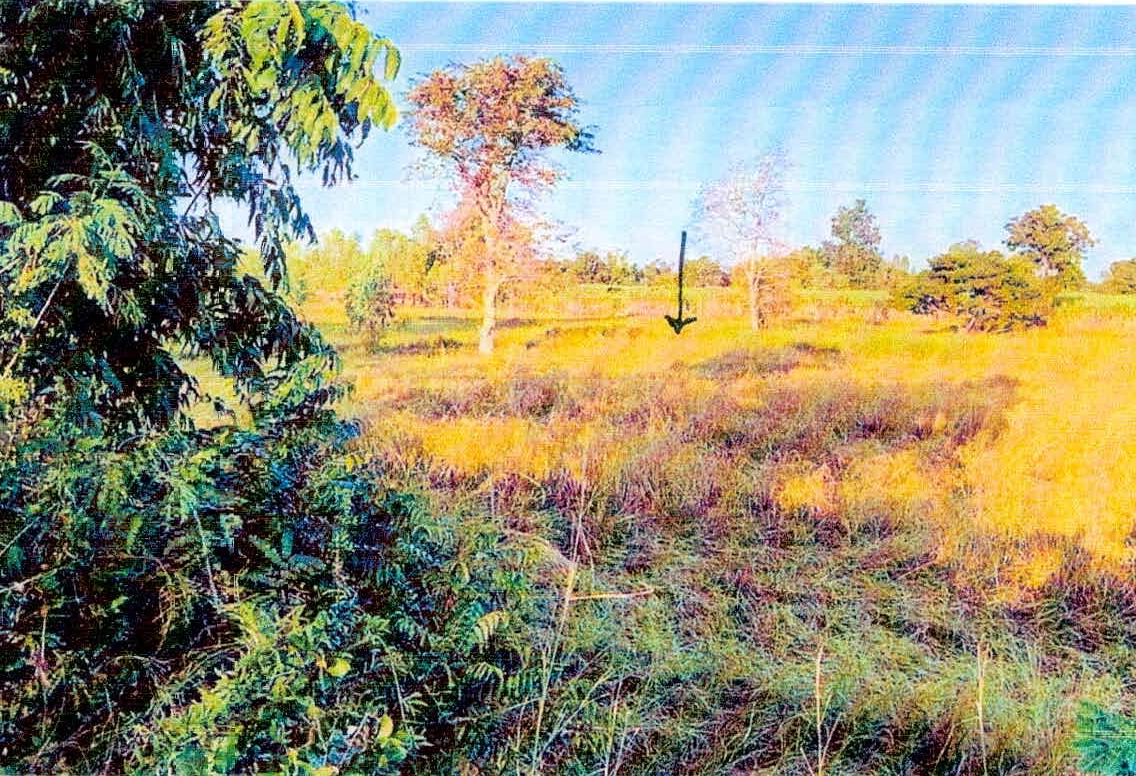 รูปที่ดินว่างเปล่า ลาดใหญ่ เมืองชัยภูมิ ชัยภูมิ