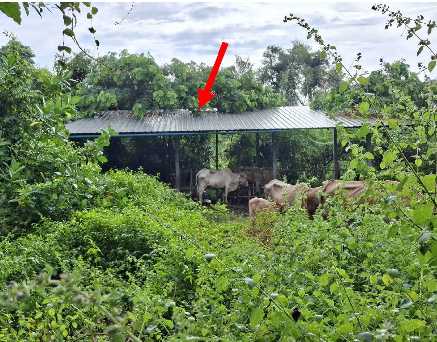 รูปที่ดินพร้อมสิ่งปลูกสร้าง น้ำรึม เมืองตาก ตาก