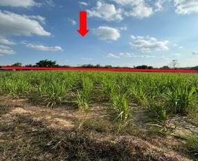 รูปที่ดินว่างเปล่า เมืองพาน บ้านผือ อุดรธานี