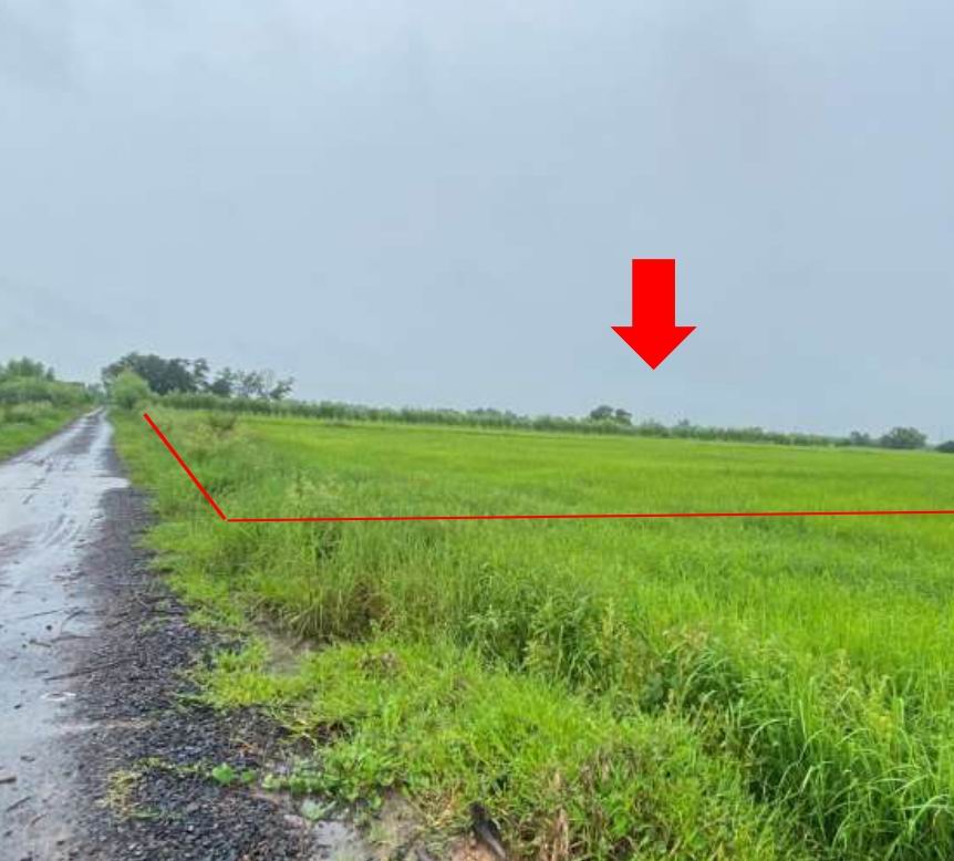 รูปที่ดินว่างเปล่า ทุ่งกุลา ท่าตูม สุรินทร์