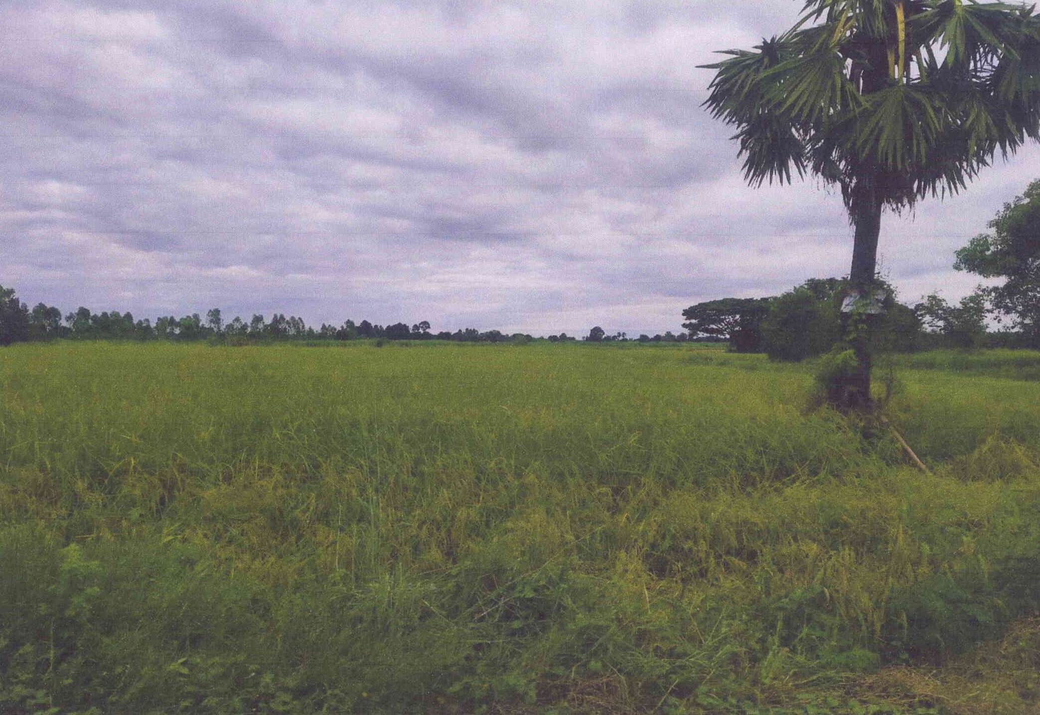 รูปที่ดินว่างเปล่า สะแกราบ โคกสำโรง ลพบุรี