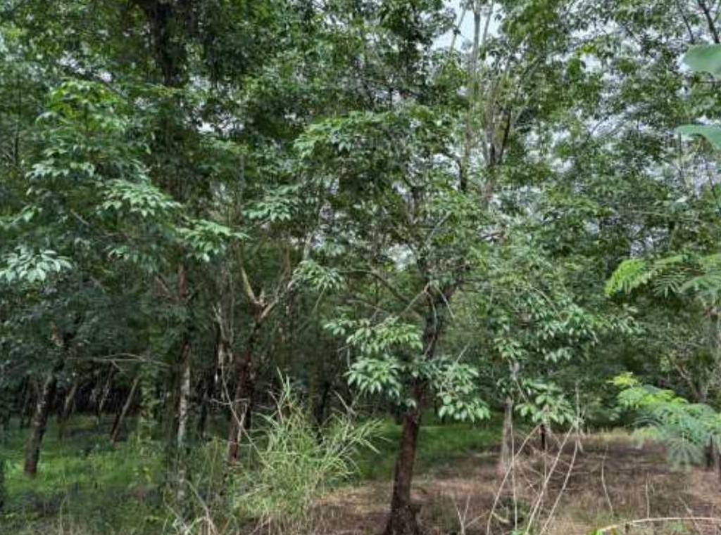 รูปที่ดินว่างเปล่า กุดสะเทียน ศรีบุญเรือง หนองบัวลำภู