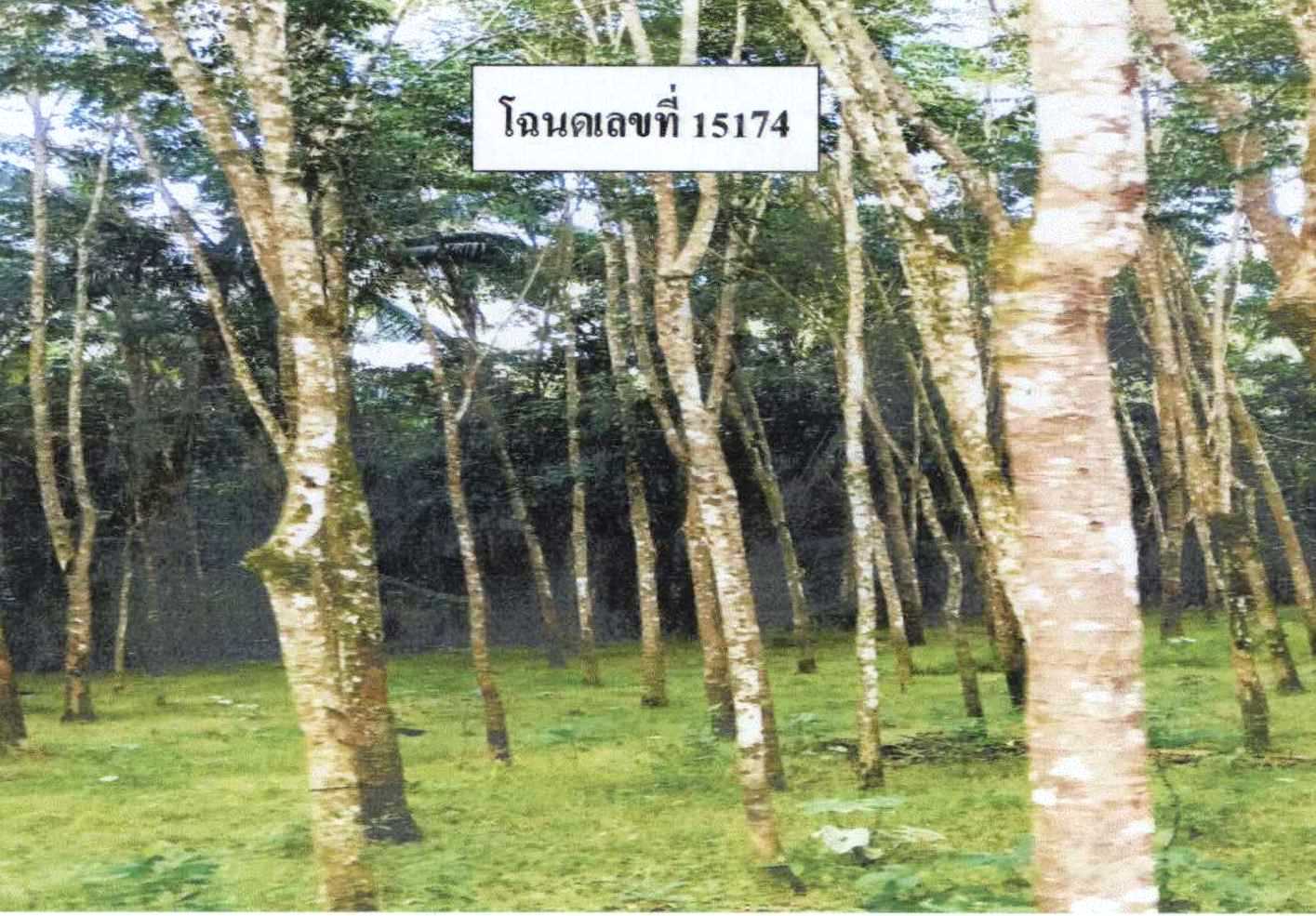 รูปที่ดินว่างเปล่า ตะบิ้ง สายบุรี ปัตตานี