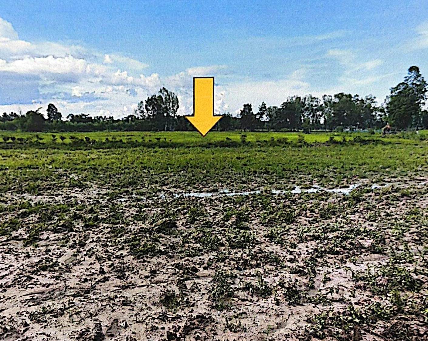 รูปที่ดินว่างเปล่า ปทุมวาปี ส่องดาว สกลนคร