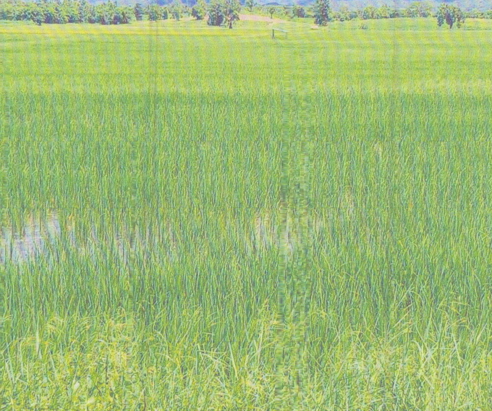 รูปที่ดินว่างเปล่า ดอยลาน เมืองเชียงราย เชียงราย