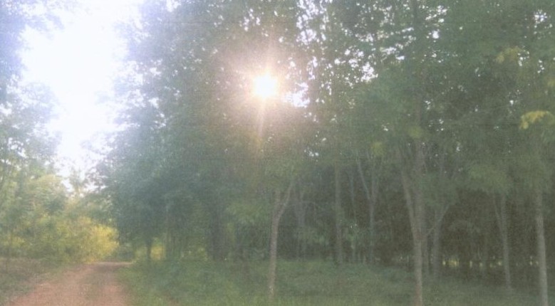 รูปที่ดินว่างเปล่า คลองน้อย ชัยบุรี สุราษฎร์ธานี