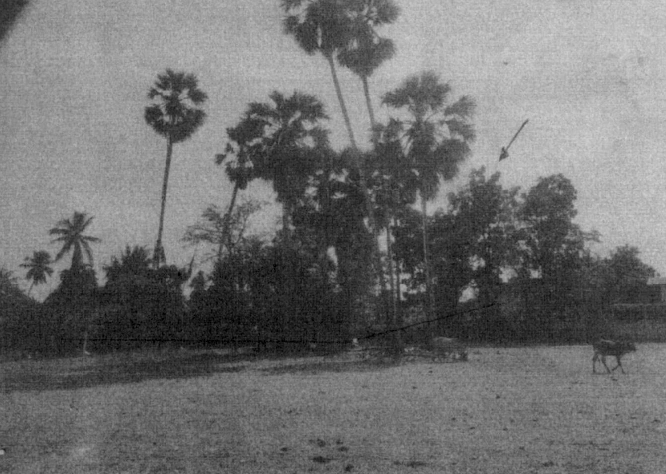 รูปที่ดินว่างเปล่า ไร่สะท้อน บ้านลาด เพชรบุรี