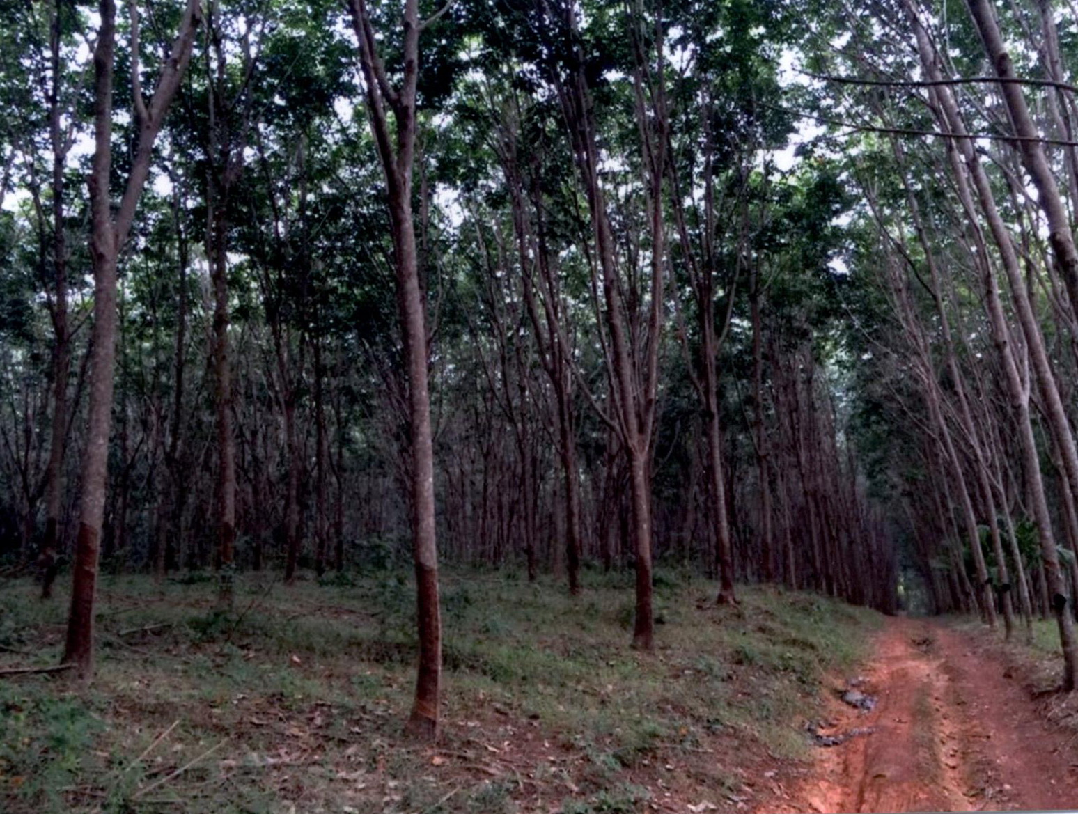 รูปที่ดินว่างเปล่า ช่อง เมืองตรัง ตรัง