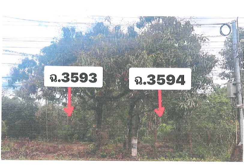 รูปที่ดินว่างเปล่า ตะมะยูง ศรีสาคร นราธิวาส