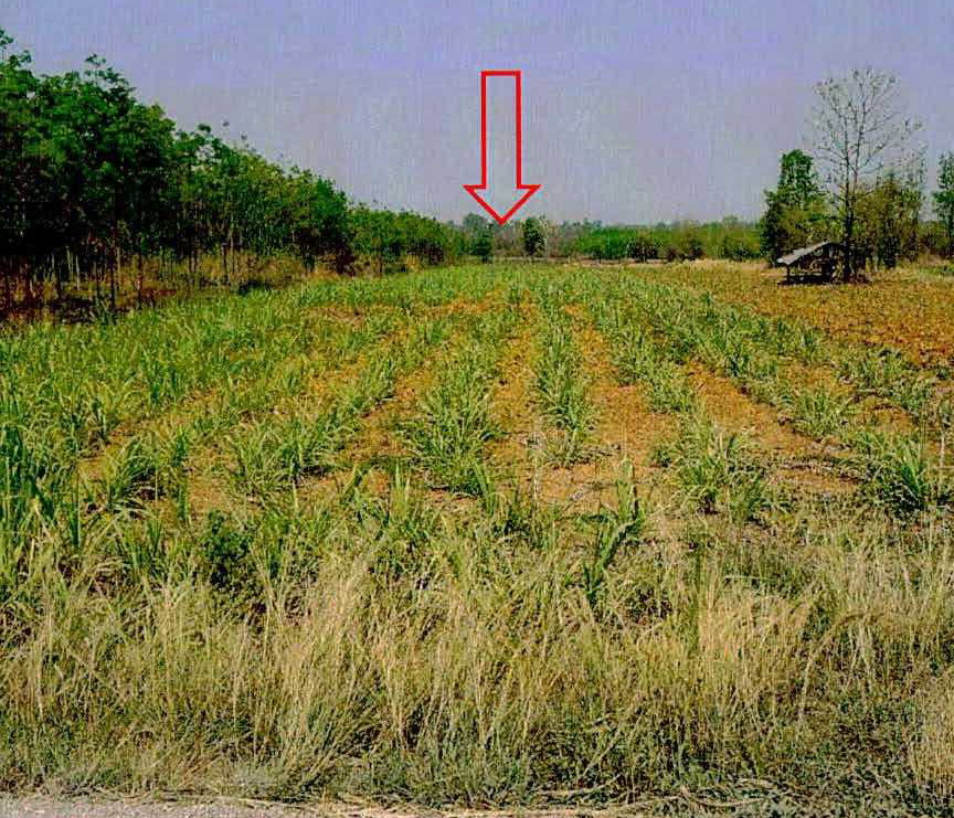 รูปที่ดินว่างเปล่า โนนสะอาด ศรีบุญเรือง หนองบัวลำภู