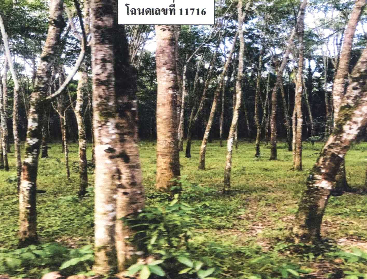 รูปที่ดินว่างเปล่า ตะบิ้ง สายบุรี ปัตตานี