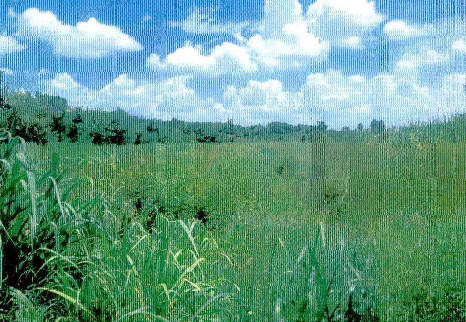 รูปที่ดินว่างเปล่า หนองนาง ท่าบ่อ หนองคาย