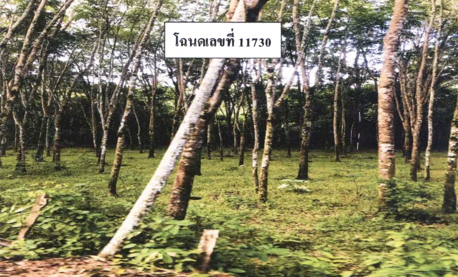 รูปที่ดินว่างเปล่า ตะบิ้ง สายบุรี ปัตตานี