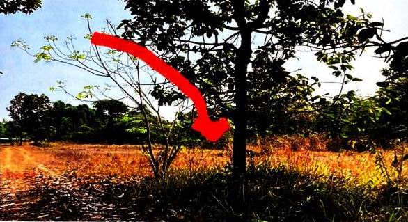 รูปที่ดินว่างเปล่า โพนงาม บุณฑริก อุบลราชธานี