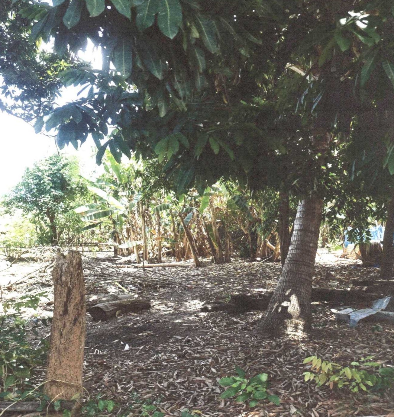 รูปที่ดินว่างเปล่า บ้านพร้าว เมืองหนองบัวลำภู หนองบัวลำภู